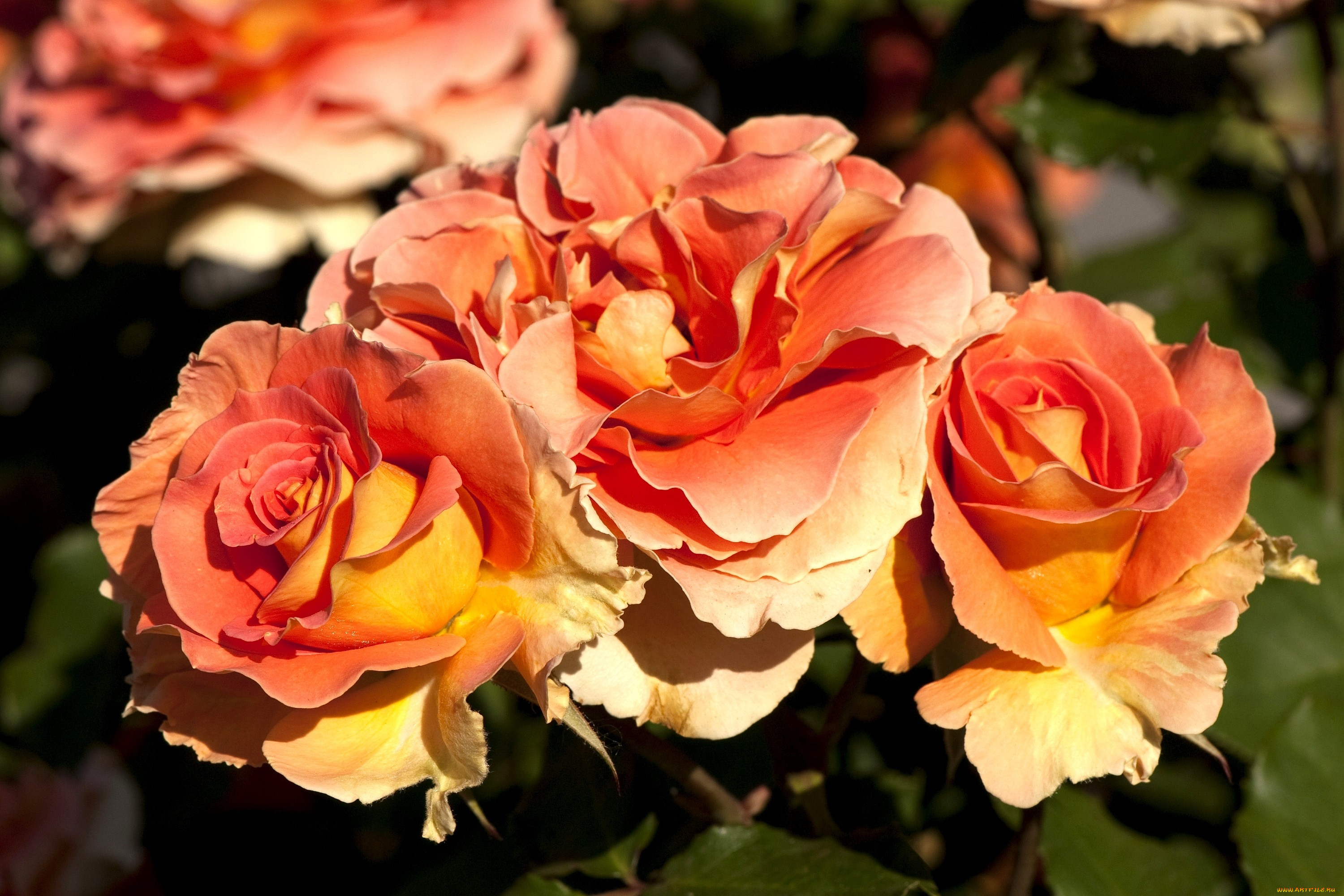 Флорибунда розы описание и особенности. Флорибунда Пэррот. Розы флорибунда сорта.
